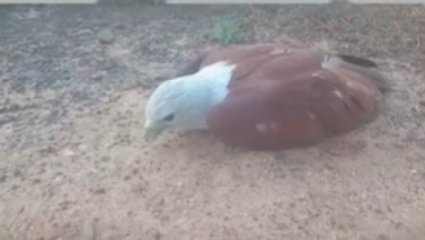 வீதியில் உயிருக்கு போராடிய செம்பருந்து-வாழ்கை தத்துவத்தினை நினைவூட்டிய  சம்பவம்! 